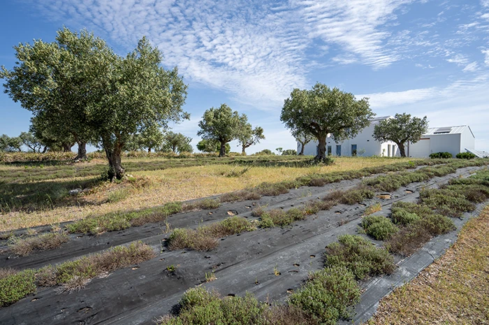 Olive Orchard with Tourism Potential